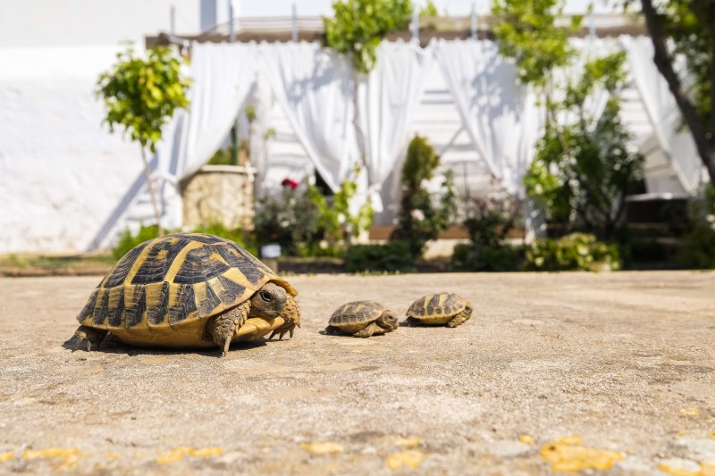 DETALLE TORTUGA